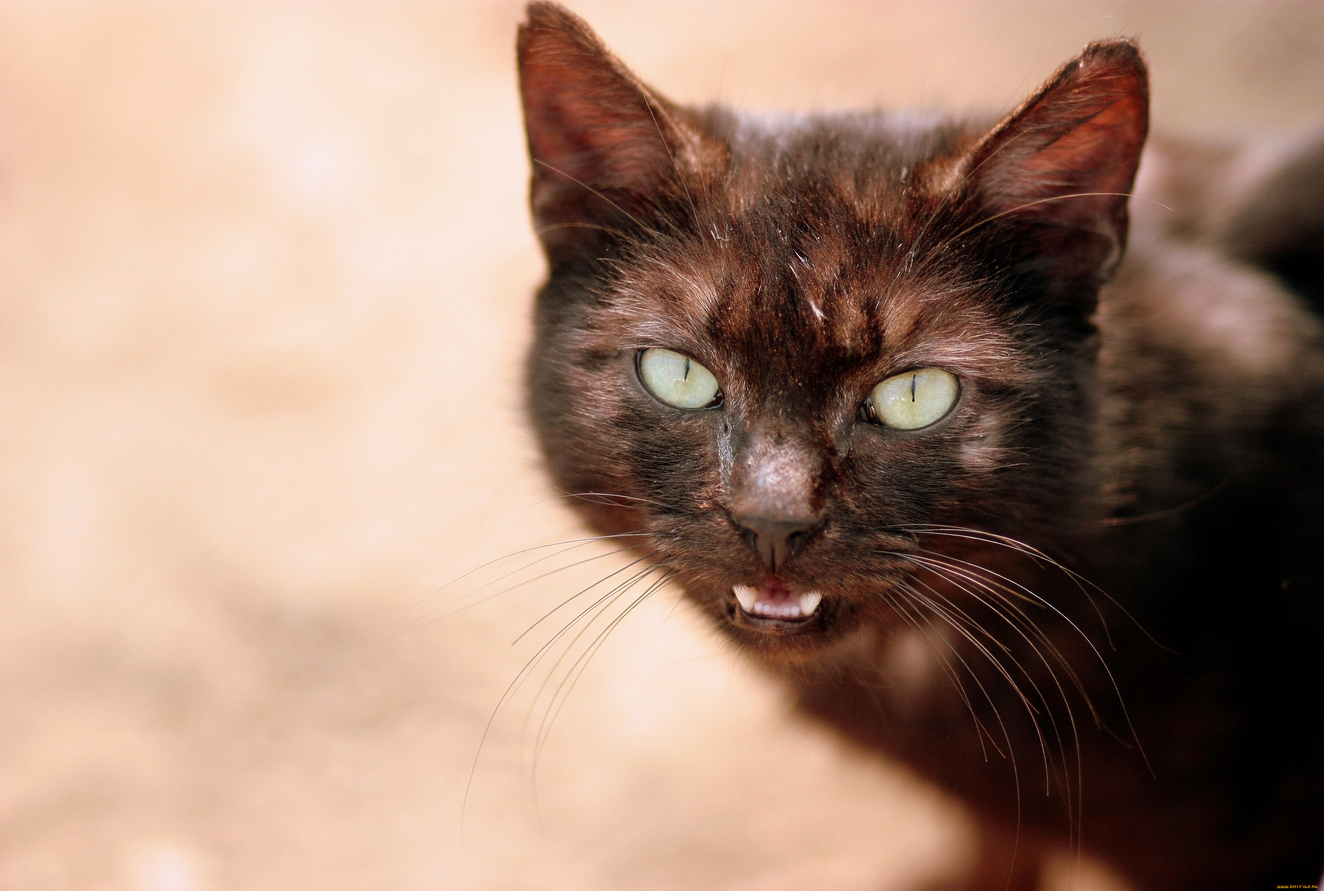 ��������, ����, ���, ����������